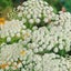 Ammi majus Bishops Flower seed x 20 ~ Border, Cut + Dried Flowers - AWARD WINNER Carousel 3