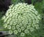 Ammi majus Bishops Flower seed x 20 ~ Border, Cut + Dried Flowers - AWARD WINNER Carousel 2