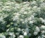 Ammi majus Bishops Flower seed x 20 ~ Border, Cut + Dried Flowers - AWARD WINNER Carousel 6