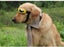 Super Cute Foldable Waterproof Goggles Uv Protection Dogs Sunglasses Dog Clothin Carousel 6
