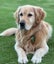 Golden Retriever stud dog Carousel 1