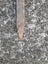 CROWBAR HEAVY DUTY. Carousel 4
