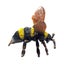 CollectA Bumble Bee Carousel 3