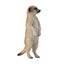 CollectA African Wildlife - 20 piece set Carousel 17
