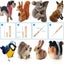 NEW Needle Felting Kit Sale Sale Carousel 4