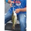 Cuda 8.5" Titanium Bonded Dehooker Carousel 7