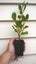 Griselinia Broadway Mint x 50 Carousel 2