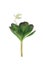 Artificial Desert Rose Succulent x 12 petals - Mid Green - Set of 6 Carousel 1