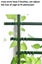 tomato plant triangle cage 1.5 M high adjustable frame climbing trainer Carousel 5