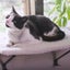 PTN NEW Cat Bed Sale Sale Sale Carousel 6