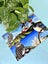 ‘FRIDGE ART’ JUMBO MAGNET ~ NZ Birds Carousel 4