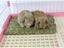 Foldable Woven Grass Pet Rabbit Hamster Guinea Pig Cage Nests House Chew Toy Carousel 6