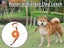PTN NEW Dog Lead Sale - Sale Sale Carousel 2