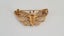 Beautiful Vintage 9ct Gold Butterfly Brooch Carousel 2