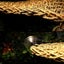 2 Pack Bearded Dragon Hammock, Reptile Climbing Decor, Lizard Lounger Carousel 4
