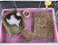Grass Mat Woven Bed Mat For Small Animal Bunny Bedding Nest (1 Pack) (1 Grass Ma Carousel 4