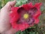 2g Opium Poppy seeds. Papaver somniferum. Carousel 8