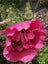2g Opium Poppy seeds. Papaver somniferum. Carousel 9