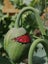 2g Opium Poppy seeds. Papaver somniferum. Carousel 10