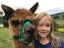 Pet Alpacas for Sale Carousel 4