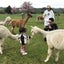 Pet Alpacas for Sale Carousel 8