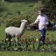 Pet Alpacas for Sale Carousel 9