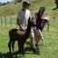 Pet Alpacas for Sale Carousel 10