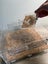 luxury mealworm farm ( cycle set with worm and beetles) Carousel 5