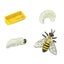 Safari Ltd Life Cycle of a Honey Bee Carousel 2