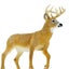 Safari Ltd Whitetail Buck XL Carousel 6