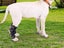 Pet Knee Support Brace Dog Hock Protector Leg Compression Wrap Pad Pet Leg Care Carousel 3