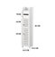 Bathroom Storage Cabinet Toilet Storage Cabinet for Small Spaces Carousel 6