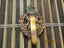 Cap badge, other ranks, Women's Royal Army Corps, 1949-1952 Carousel 2