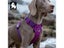 Truelove Dog Light Weight Adjustable Outdoor Pet Harness Medium Small Large Carousel 5