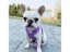 Puppy Harness Collar Cute Kitten Vest Harness Set Daisy Embroidery Cat Harness Carousel 6