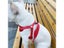 Puppy Harness Collar Cute Kitten Vest Harness Set Daisy Embroidery Cat Harness Carousel 7