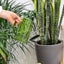 Watering Can For Indoor Plants With Long Spout Stainless Steel, 1 Liter Easy Mea Carousel 5