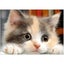 Diy 5d Diamond Painting Kits Full Drill Crystal Rhinestone Embroidery Painting B Carousel 1