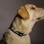 Led Dog Collar Battery Operated Makes Your Dog Visible Safe & Seen Carousel 3