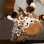 2Pcs Animal Hand Puppet Lion Giraffe Open Mouths *Local Clearance* Carousel 5