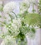 Ammi majus Bishops Flower seed x 20 ~ Border, Cut + Dried Flowers - AWARD WINNER Carousel 1