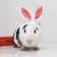 Rabbit Ears Headwear Pet Guinea Pig Kitten Warm Plush Hat Adjustable Headband Wi Carousel 3