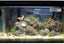 Aquarium Thermometer, 2 High Sensitivity Digital Aquarium Thermometers, Two Side Carousel 5
