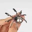 Brooch Pin, Fashion Rhinestone Faux Pearl Spider Brooch Pin Corsage Lapel Jewelr Carousel 4
