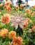 TOFT DK Yarn - 25g Coral Carousel 3