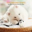 2 Pack Dog Squeaker Toys, Dog Toys With Durable Plush Squeaker For Medium And La Carousel 4