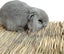 Grass Mat,woven Bed Mat For Small Animal Carousel 3