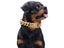 Dog Collar NZ Clearance Carousel 5