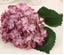 Artificial Hydrangea Flower - 3 Colours *25% OFF Carousel 1