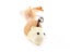 PTN NEW Cat Toy Sale - Sale Sale Carousel 9